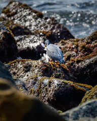 Fototapeta premium Western Reef Heron with a catch, fish wrapped around its sharp pointy beak, photo from behind the bird.