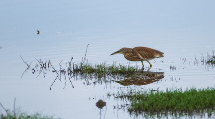 Pond heron in a lagoon at Bundala national park.
