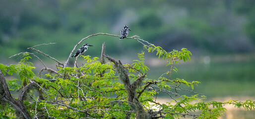 Pair of pied kingfishers perch, a lagoon in the background. Natural habitat shot.