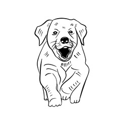 Vector sketch hand drawn labrador puppy