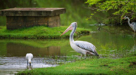 Spot-billed pelican calmly waiting on the grass bank in the morning at Bundala lagoon.