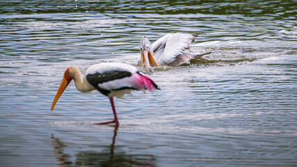 Spot-billed pelican foraging on the lagoon in the morning. Painted stork standing in the foreground.