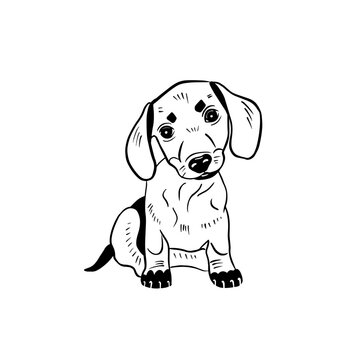 Vector hand drawn illustration of a dachshund puppy