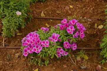 Godetia or Clarkia amoena. Irrigation system in Israel. Watering flowers in the desert. Street flower beds. Water hoses near planted flowers.