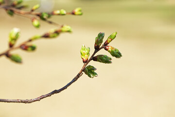 桜のつぼみ