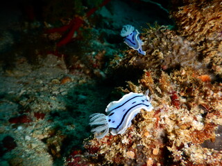 セブダイビング