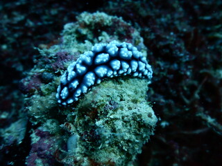 セブダイビング