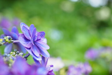 紫陽花, Hydrangea