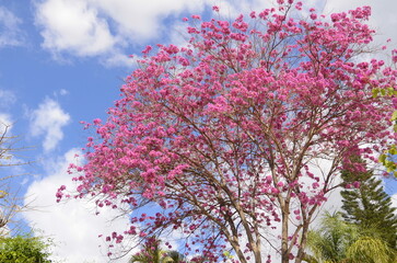 Tabebuia Ant tree in pink. Spring flowering. The most beautiful trees on the planet. Trumpet tree