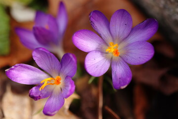 Crocus Tommasinianus, detail of the saffron flower, spring flowers