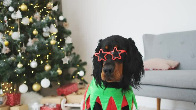Scottish setter dog wearing festive rim and elf suit sitting next to decorated christmas tree at home