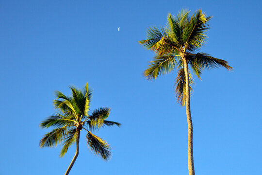 Two skinny, tall palm trees with morning moon between them in the background