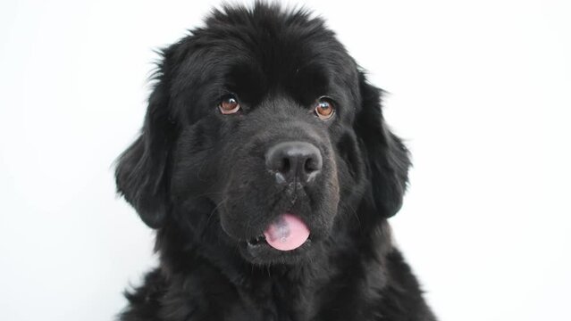 Portrait of mature newfoundland dog on white background