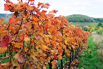 Buntes Weinlaub im Herbst