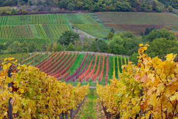 Buntes Weinlaub im Herbst