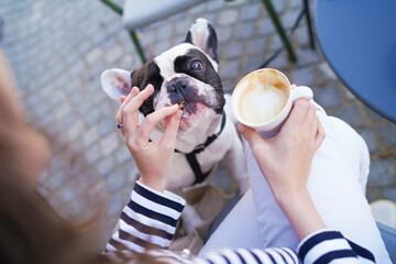 Cute French bulldog is looking curiously on his owner, woman is having coffee