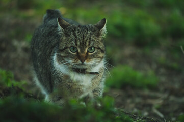 Naklejka na ściany i meble Cat in nature, small lynx with big eyes