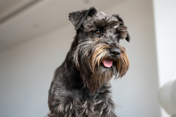 Close up of Little Schnauzer dog sitting sofa in living room