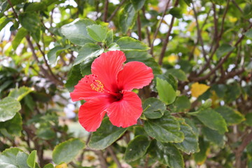 Obraz premium 沖縄ハイビスカスのアップ