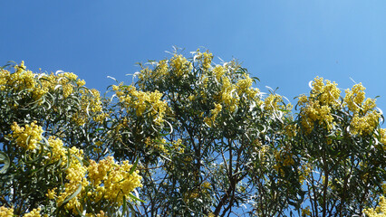 Mimosa