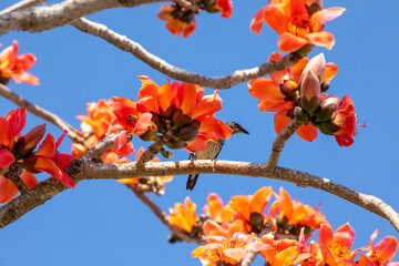 Spring, kapok season, kapok, blooming, birds, Taiwan