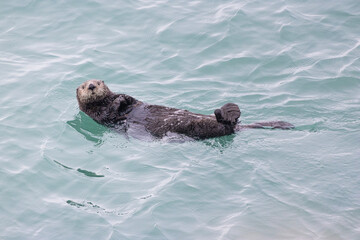 seaotter in water