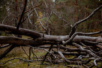 Old fallen tree trunk in a pine forest on moss