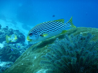 セブダイビング