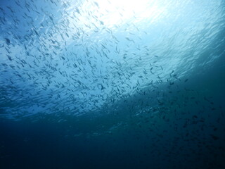 セブダイビング