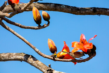 Spring, kapok season, kapok, blooming, birds, Taiwan