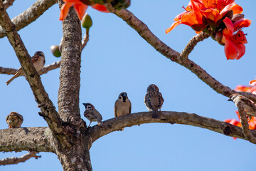 Spring, kapok season, kapok, blooming, birds, Taiwan