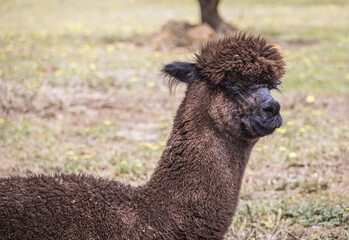 Brown Alpaca (Vicugna pacos), Australia