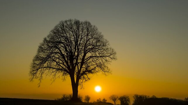 A timelapse of a lonesome tree at sunset