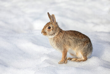 Eastern cottontail rabbit sitting in the snow in a winter forest in Canada