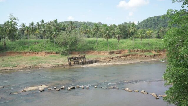 Herd of Young elephants fights against scorch temperature with dust bath on wide river banck. Sri Lankan elephant is a subspecies of the Asian elephant. 4K footage in Pinnawala Elephant Orphanage.