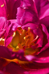 Fototapeta na wymiar spring purple tulips with dew