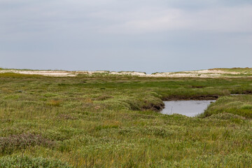 Salt meadow in St. Peter-Ording, North Friesland, Schleswig-Holstein, Germany, Europe