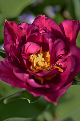 spring purple tulips with dew