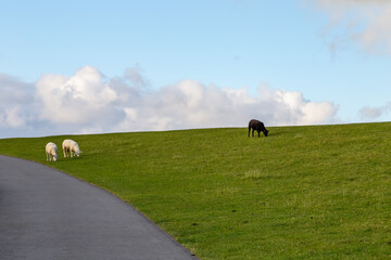 Naklejka na ściany i meble Dike landscape with sheep in St. Peter-Ording, North Friesland, Schleswig-Holstein, Germany, Europe
