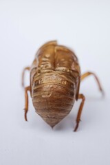 cicada shell isolated white background