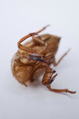 cicada shell isolated white background