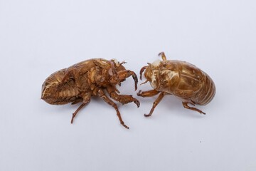 cicada shell isolated white background