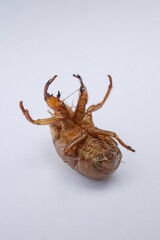 cicada shell isolated white background