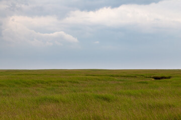 salt meadow in St. Peter-Ording, North Friesland, Schleswig-Holstein, Germany, Europe