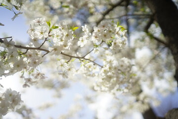 東京の公園で咲く桜の花