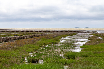 salt meadow in St. Peter-Ording, North Friesland, Schleswig-Holstein, Germany, Europe