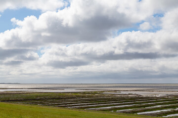 salt meadow in St. Peter-Ording, North Friesland, Schleswig-Holstein, Germany, Europe