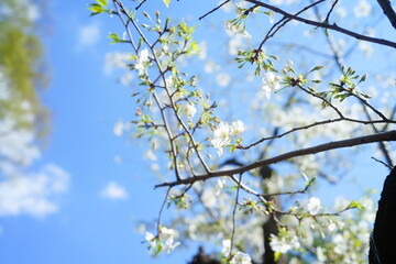東京の公園に咲く桜の花