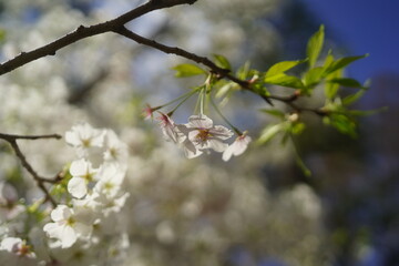 東京の公園に咲く桜の花
