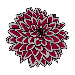 pink dahlia flower illustration